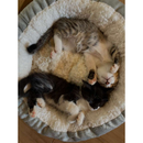 Caminha Pet Redonda Cachorro Gato Cama Confortável Sherpa Inverno Pelo de Carneiro Frio Pets Quente